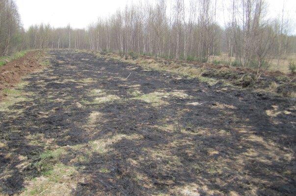 Противопожарные профилактические мероприятия на территории лесного фонда Ярославской области выполнены на 100% - фото 4