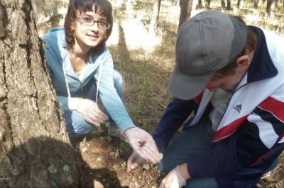 Юный лесник Старооскольского района обследовал хвойные насаждения сосны обыкновенной  на наличие  вредителей леса - фото 1