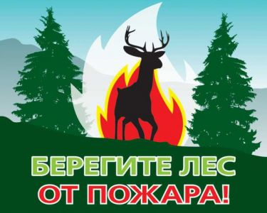 Костромские леса под бдительным контролем лесников - фото 1