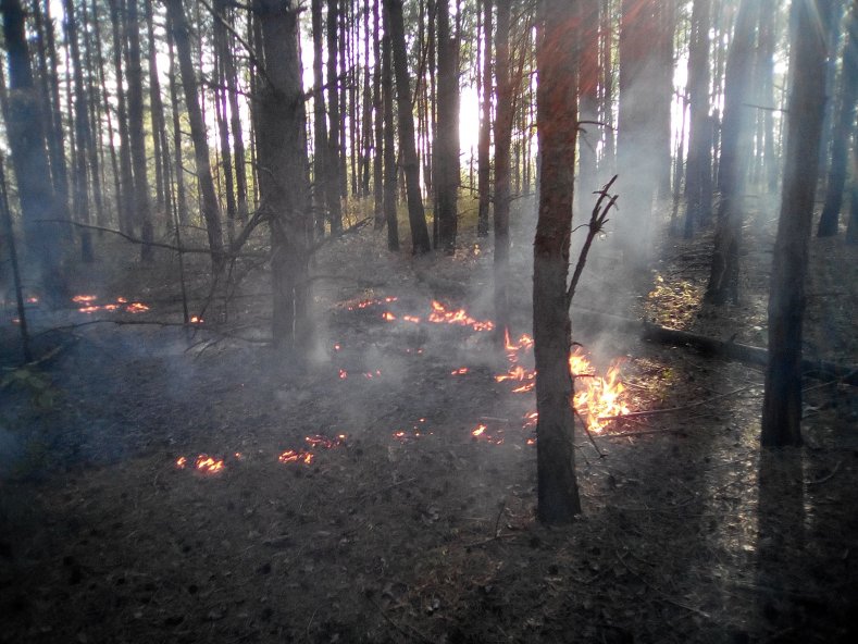 Лесной пожар в Шумячском лесничестве Смоленской области - фото 1