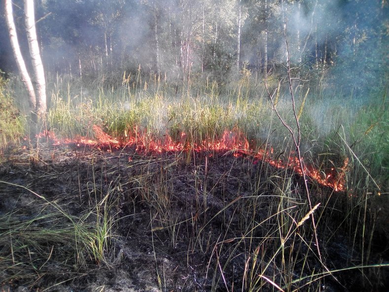 Лесной пожар в Шумячском лесничестве Смоленской области - фото 2