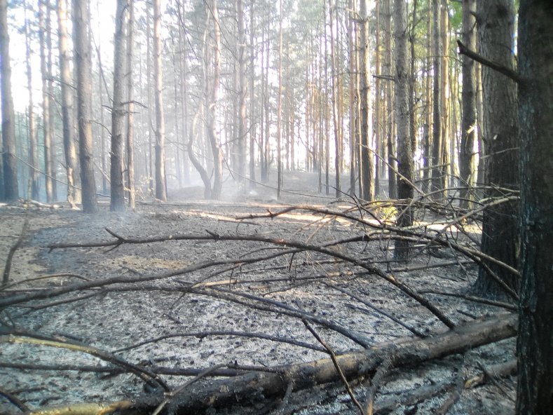 Лесной пожар в Шумячском лесничестве Смоленской области - фото 4