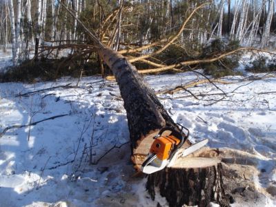 О незаконных рубках лесных насаждений на территории Костромской области - фото 1