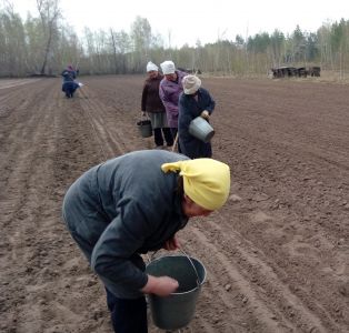 В Воронежской области началась осенняя лесокультурная кампания - фото 1