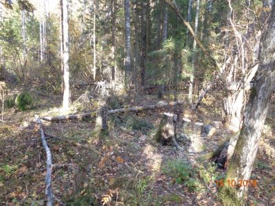 Незаконная рубка леса в Брянской области обернется штрафом для нарушителя - фото 1