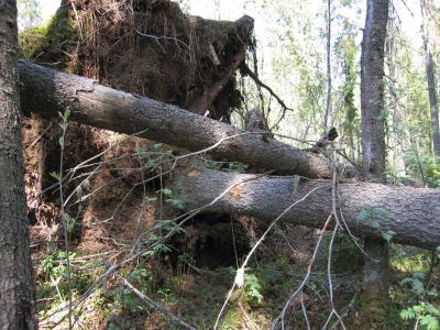 В лесах Воронежской области проходят лесопатологические обследования - фото 1