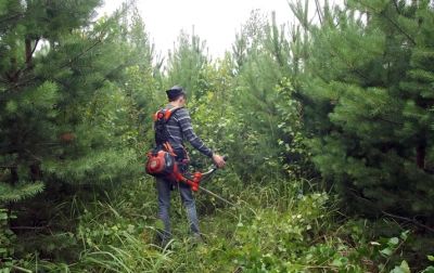 Насущные дела арендаторов лесных участков Костромской области - фото 1
