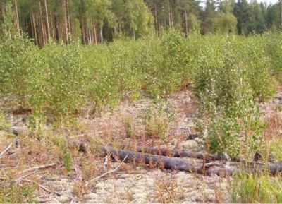 В лесничествах Воронежской области идут работы по обследованию участков под лесные культуры - фото 1