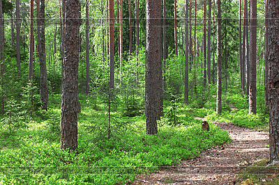 В четырех лесничествах Воронежской области вступят в действие новые лесохозяйственные регламенты. - фото 1