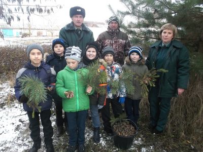 Юные лесоводы Белогорья приняли участие в заготовке сосновых шишек - фото 1