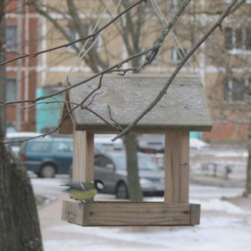 Учащиеся смоленской школы устроили столовую для птиц - фото 5