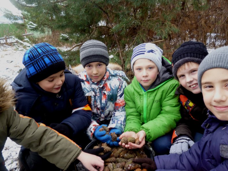 Юные лесоводы Белогорья приняли участие в заготовке сосновых шишек - фото 2