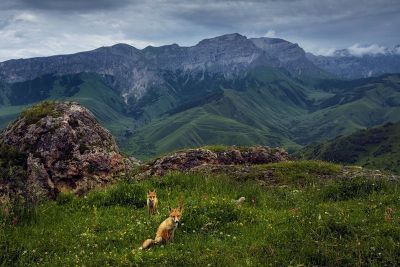 В «Эльдорадо» открывается мультимедийная выставка дикой природы России - фото 1
