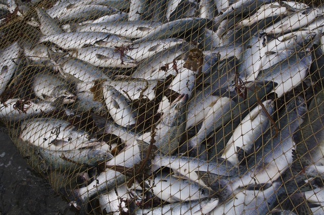 WWF подвел экологические итоги лососевой путины 2017 года - фото 1