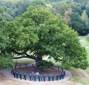 Белгородский дуб стал «Российским деревом года»! - фото 1