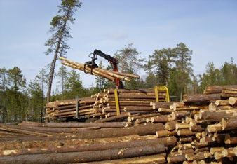 В Костромской области продолжается работа по взыскания задолженности за использование лесов - фото 1