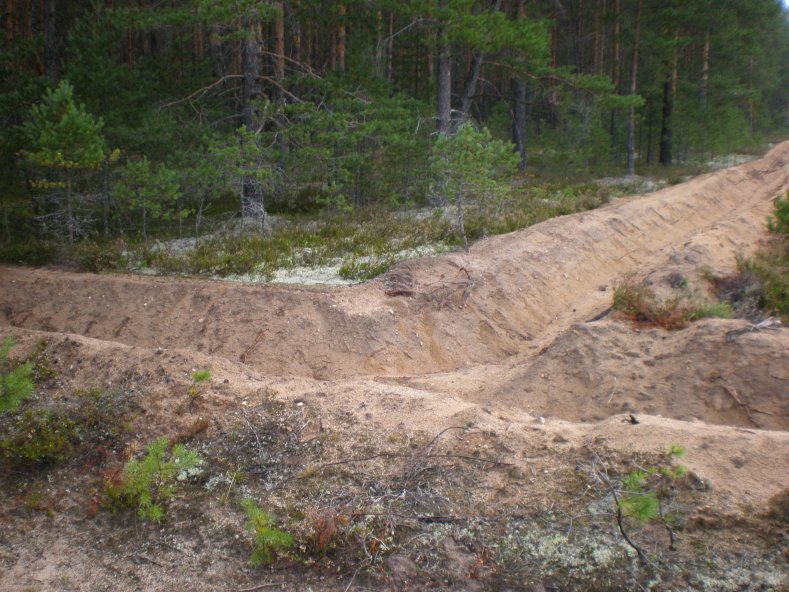 О проведении мероприятий по охране лесов  на территории Костромской области - фото 1