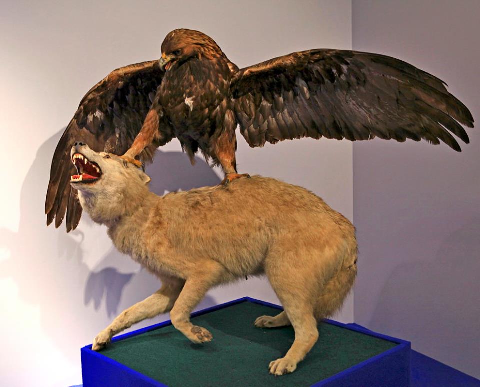 Выставка «Соколиная охота. Царская потеха с ловчими птицами» открылась в Коломенском. - фото 4