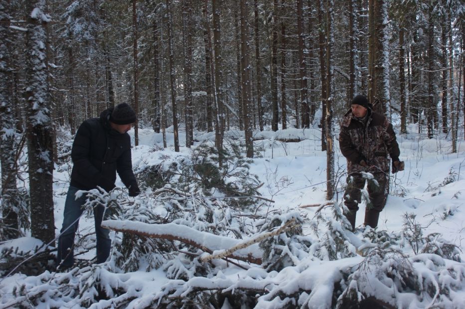 Помощь волонтеров в мероприятиях по охране ярославских лесов - фото 4