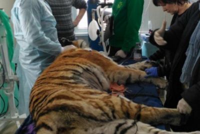 В Хабаровске тигрице сделали операцию: шанса вернуться в природу нет - фото 1