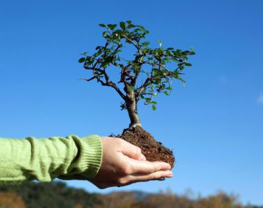 Как правильно сажать лес, и можно ли посадить собственное дерево в городе – узнают участники курса «Экологическое волонтерство» 20 марта - фото 1