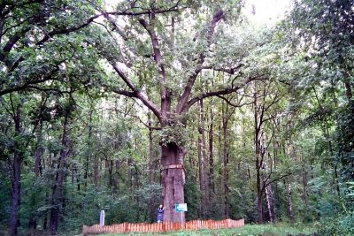 Белгородцев приглашают принять участие в  фотоконкурсе «Деревья - памятники живой природы» - фото 1