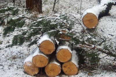 В Ярославской области снижен объем незаконных рубок лесных насаждений - фото 1