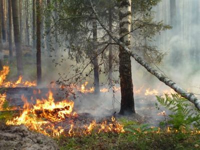 В Брянской области начался пожароопасный сезон - фото 1