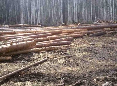 Итоги работы по заготовке древесины в Костромском регионе - фото 1