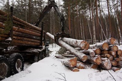 Контроль заготовки и транспортировки древесины в Костромской области - фото 1