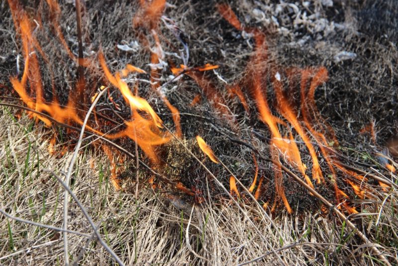 В Тульской области проведены региональные учения по тушению лесных пожаров - фото 12