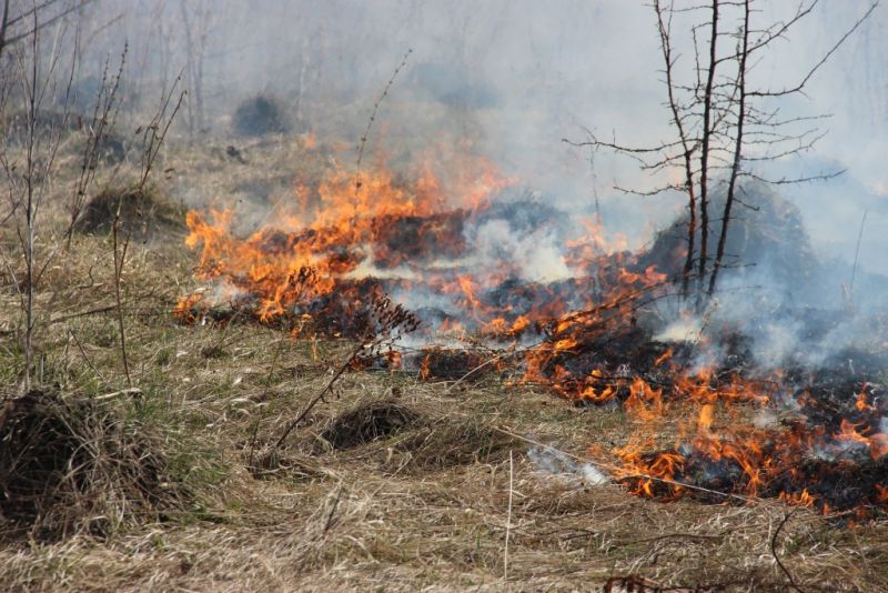 В Тульской области проведены региональные учения по тушению лесных пожаров - фото 13