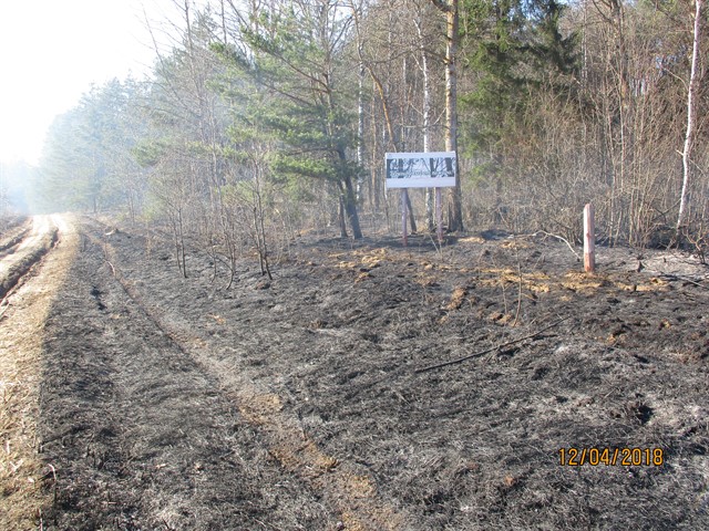 В лесах Смоленской области зарегистрирован первый в текущем пожароопасном сезоне лесной пожар - фото 1