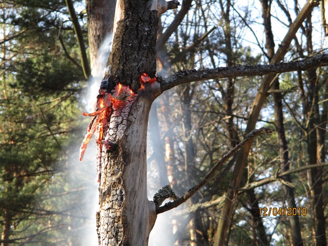 В лесах Смоленской области зарегистрирован первый в текущем пожароопасном сезоне лесной пожар - фото 2