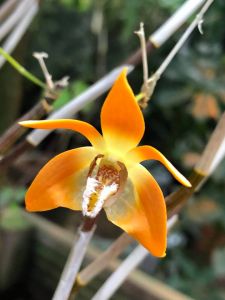 Редкая Дракула, Сильноопушённый венерин башмачок и другие орхидеи расцвели в "Аптекарском огороде" - фото 1