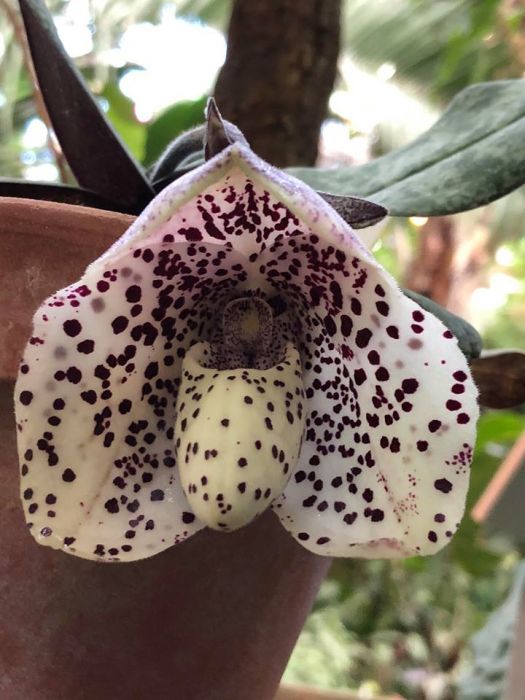 Редкая Дракула, Сильноопушённый венерин башмачок и другие орхидеи расцвели в "Аптекарском огороде" - фото 2