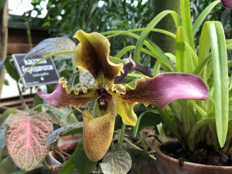 Редкая Дракула, Сильноопушённый венерин башмачок и другие орхидеи расцвели в "Аптекарском огороде" - фото 3
