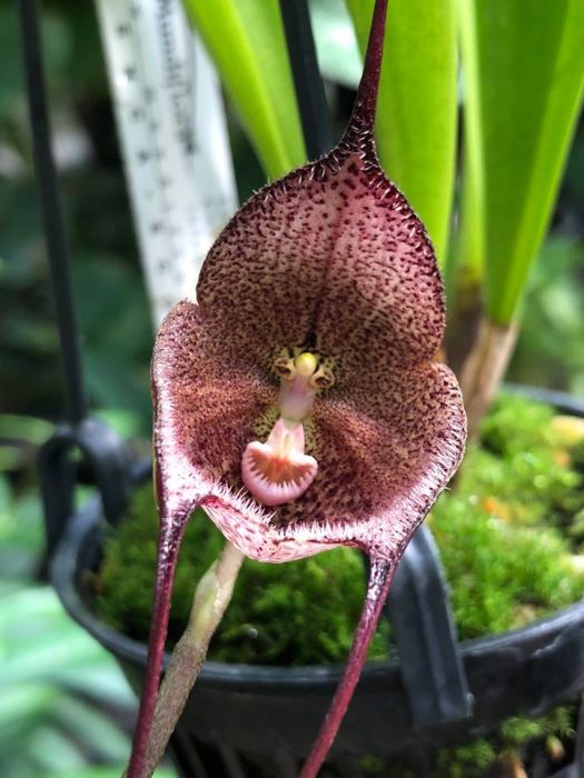 Редкая Дракула, Сильноопушённый венерин башмачок и другие орхидеи расцвели в "Аптекарском огороде" - фото 4