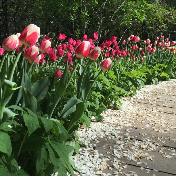С 14 апреля по 3 июня — XVIII Весенний фестиваль цветов в "Аптекарском огороде" - фото 2