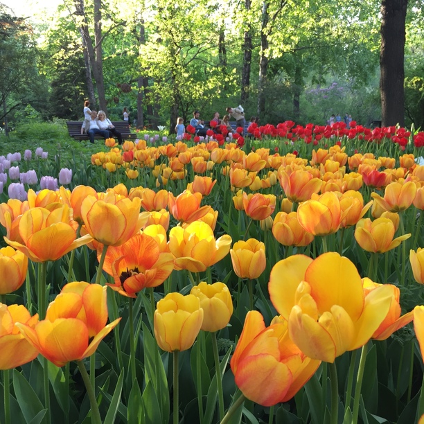 С 14 апреля по 3 июня — XVIII Весенний фестиваль цветов в "Аптекарском огороде" - фото 3