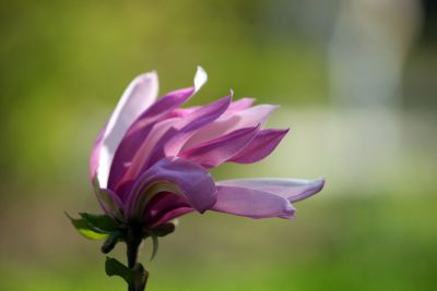 С 14 апреля по 3 июня — XVIII Весенний фестиваль цветов в "Аптекарском огороде" - фото 1