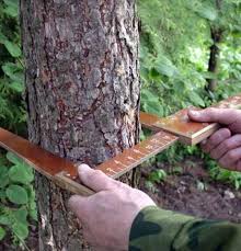 В лесничествах Воронежской области  начались лесоустроительные работы - фото 1