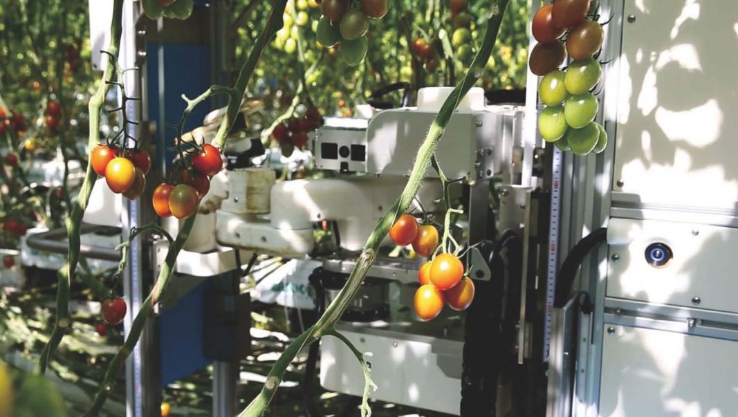 Panasonic испытывает «умных» роботов-собирателей томатов на ферме в Японии - фото 1