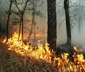 В Кадыйском районе Костромской области ликвидирован лесной пожар - фото 1