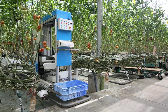 Panasonic испытывает «умных» роботов-собирателей томатов на ферме в Японии - фото 2