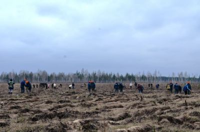 Лесохозяйственные учреждения Липецкой области завершили выполнение лесокультурных работ - фото 1