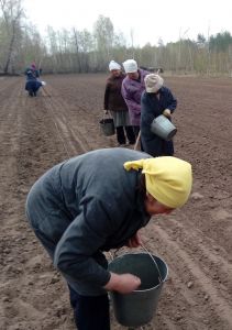 В лесных питомниках Воронежской области  посеяно более 1000 кг лесных семян - фото 1