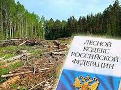 Проверка деятельности арендаторов костромских лесов - фото 1