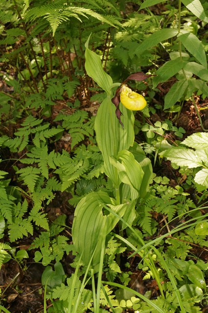 В Керженском заповеднике найдена еще одна редкая орхидея - фото 1