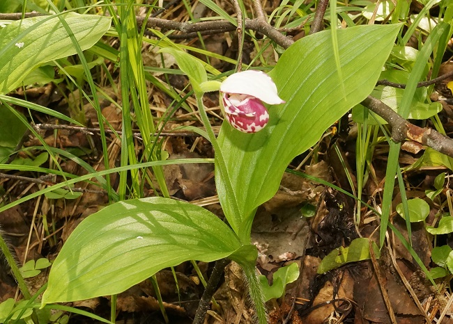 В Керженском заповеднике найдена еще одна редкая орхидея - фото 2